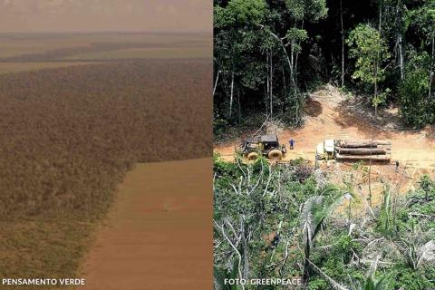 Foto: Circulação pensamento verde/Green Peace