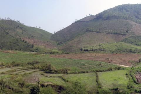 Figure 8: Clearing jungle for more profitable rubber trees - Muang Sing, Lao PDR (by Houston Marsh)