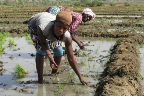 Women working in irrigated rice fields in Bagre, Burkina Faso © Global Water Initiative