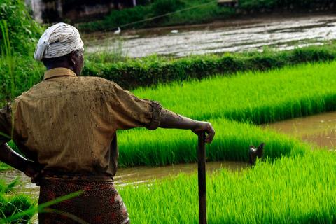 India_land_ricefield