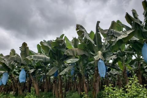 Banana farm in Costa Rica by Scot Nelson.jpg