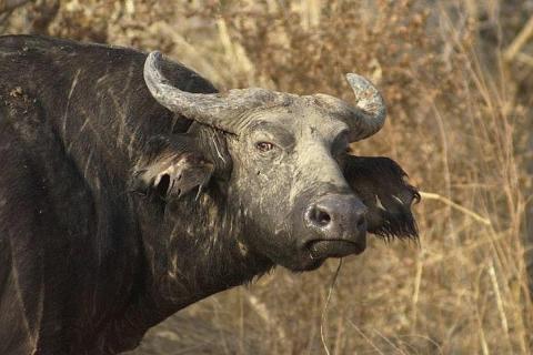   Buffle des savanes du Nord de l'Afrique - Niger © D.Cornélis, Cirad.