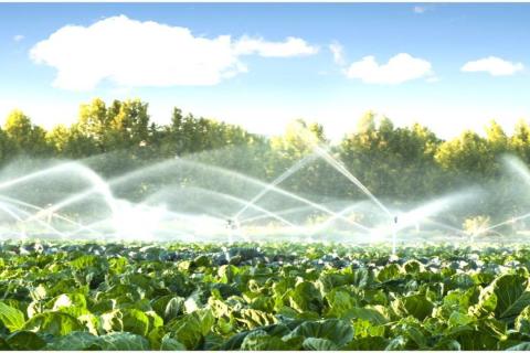 irrigation