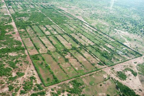 Photo : le bocage sahélien vu du ciel.