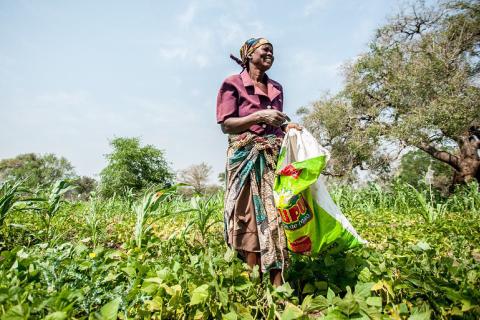 Mozambique agriculture