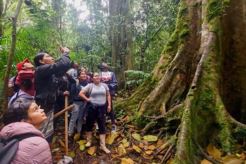 Las raíces de un árbol sagrado