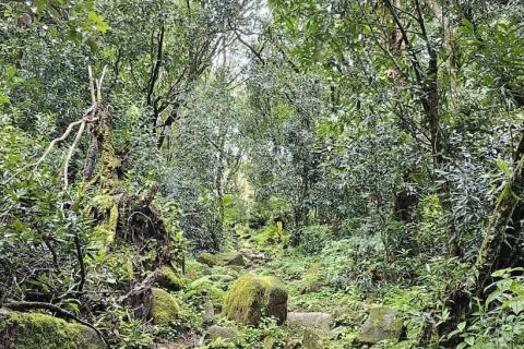 Forest in Seychelles, photo by Karin Guzy, 2022