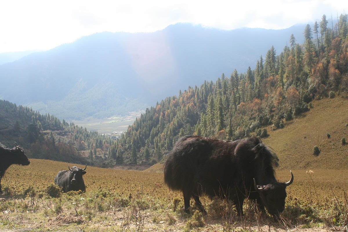 Yak grazing on dwarf bamboo, entrance of Phobjikha valley, Bhutan, photo by L. Shyamal, Creative Commons Attribution-Share Alike 2.5 Generic license