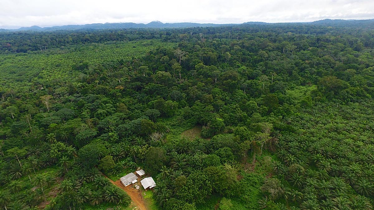 Oil palm industri in Cameroon, photo by CIFOR, 2016, CC BY-NC 2.0 license