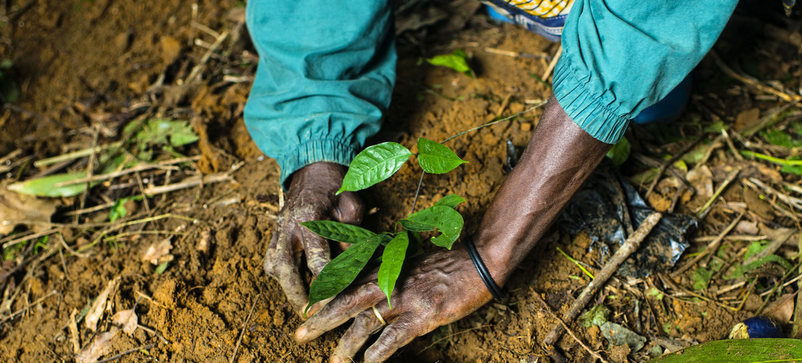 Cifor/Ollivier Girard