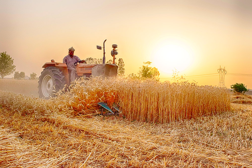 Wheat Crop, E Canal Rd, Faisalabad, Pakistan, photo by Paarase Usman, Wikimedia Commons license