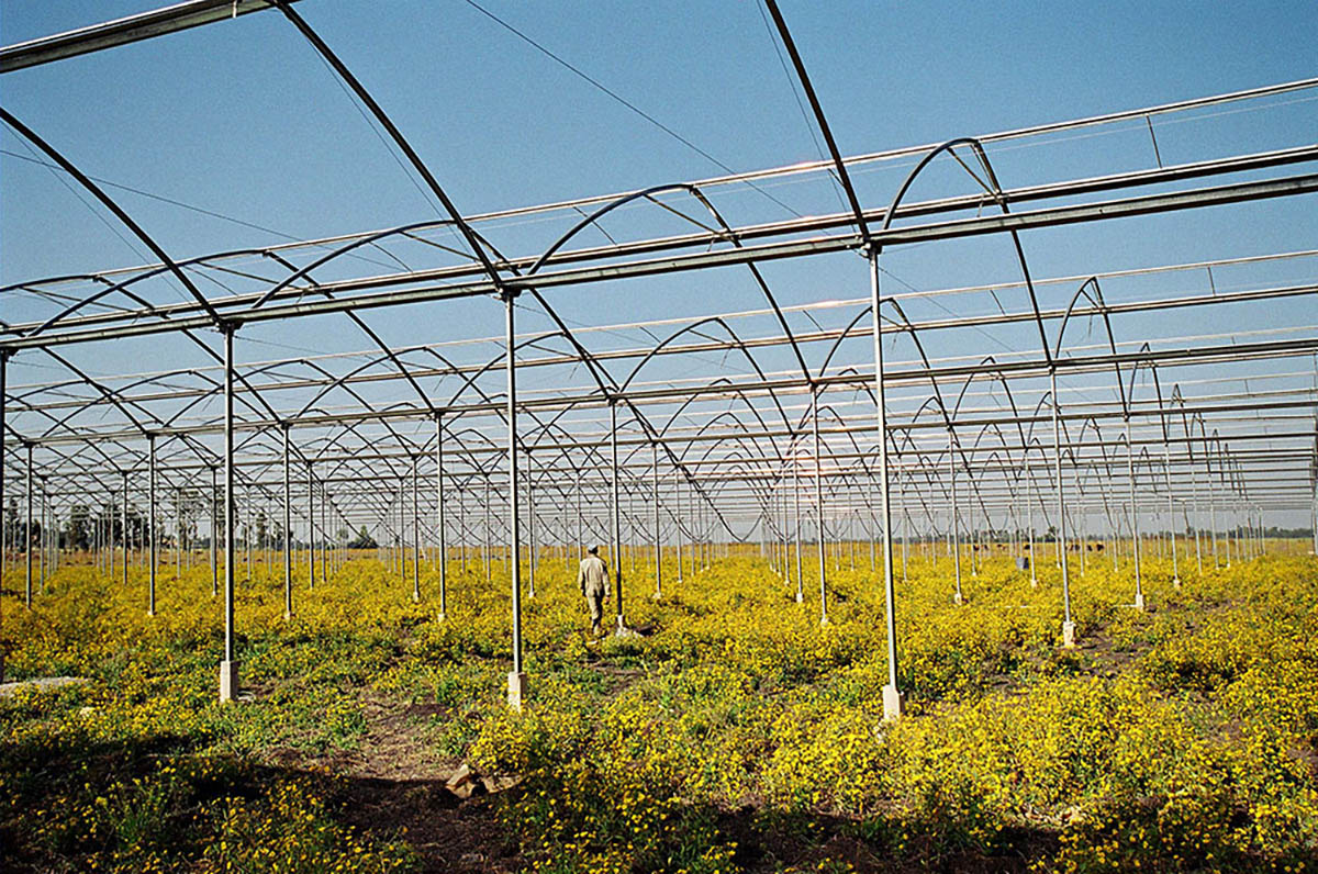 Construction of a greenhouse.The Golden Rose plantation, photo by ILO, CC BY-NC-ND 2 license